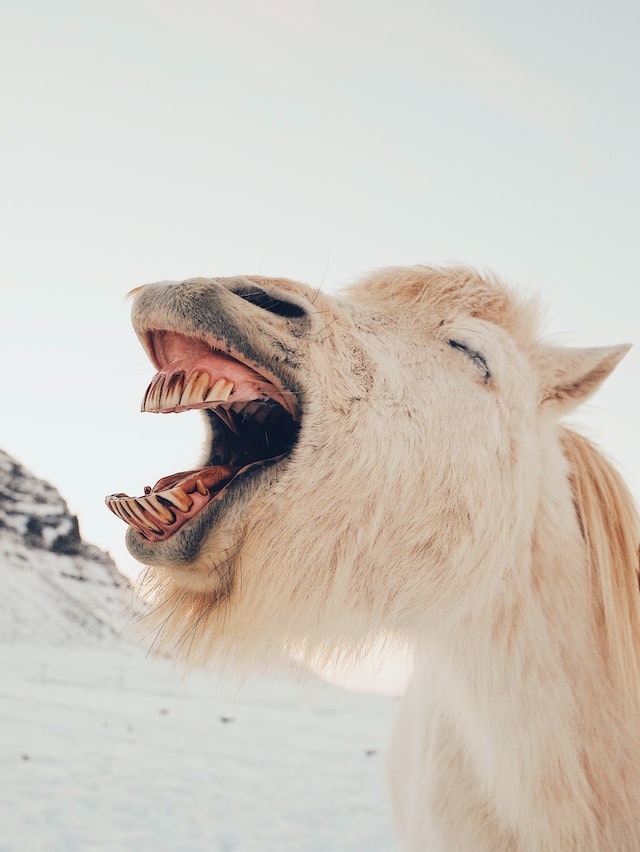 Smiling Camel